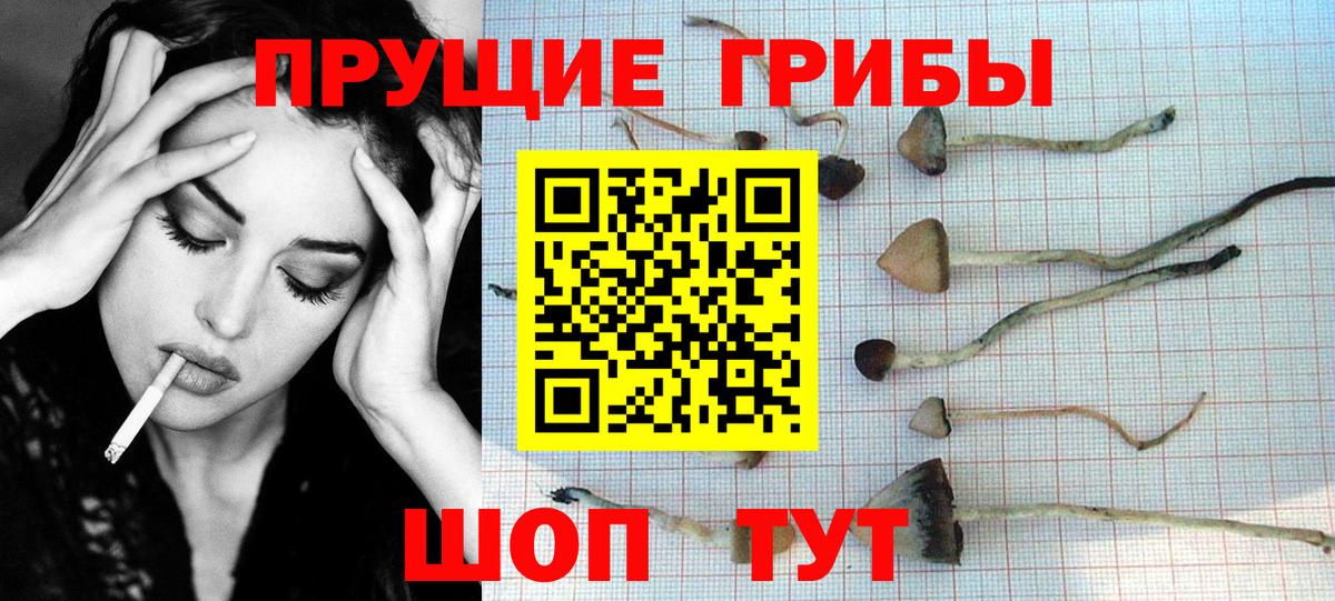 Псилоцибиновые грибы Psilocybe  Вход с VPN  Псилоцибиновые грибы GOLDEN TEACHER  Новосибирск 